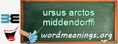 WordMeaning blackboard for ursus arctos middendorffi